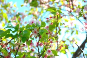 新緑の桜